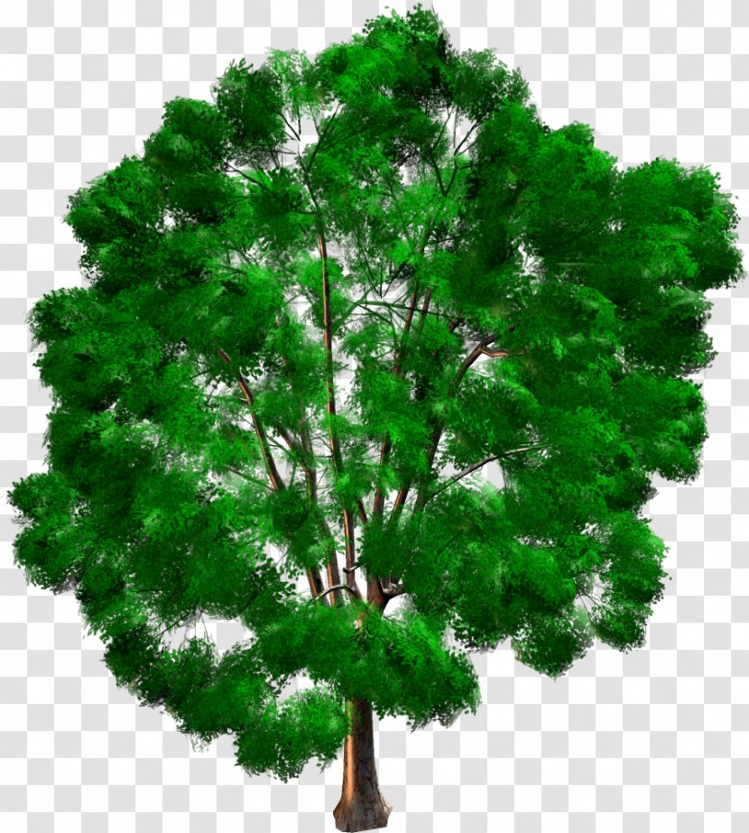 Tree Woody Plant Pine Evergreen Conifers - Larch Transparent PNG