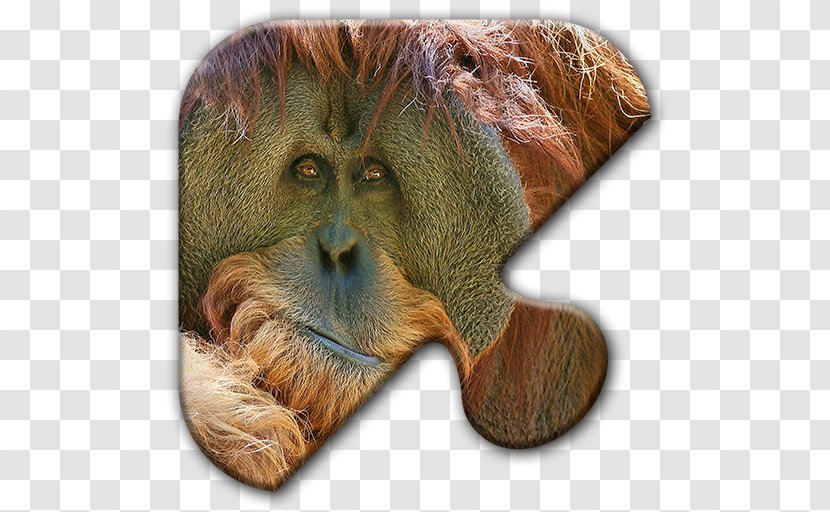 Orangutan Desktop Wallpaper Bible Image First Epistle To The Corinthians - Mobile Phones Transparent PNG