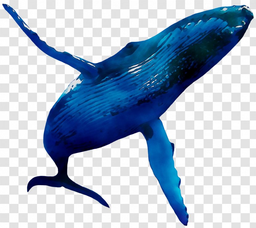 Dolphin Clip Art Image Download - Tail - Humpback Transparent PNG