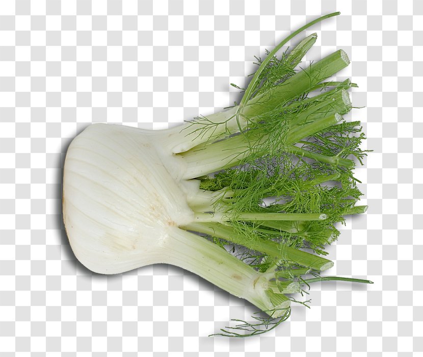 Scallion Fennel Italian Cuisine Onion Herb Transparent PNG
