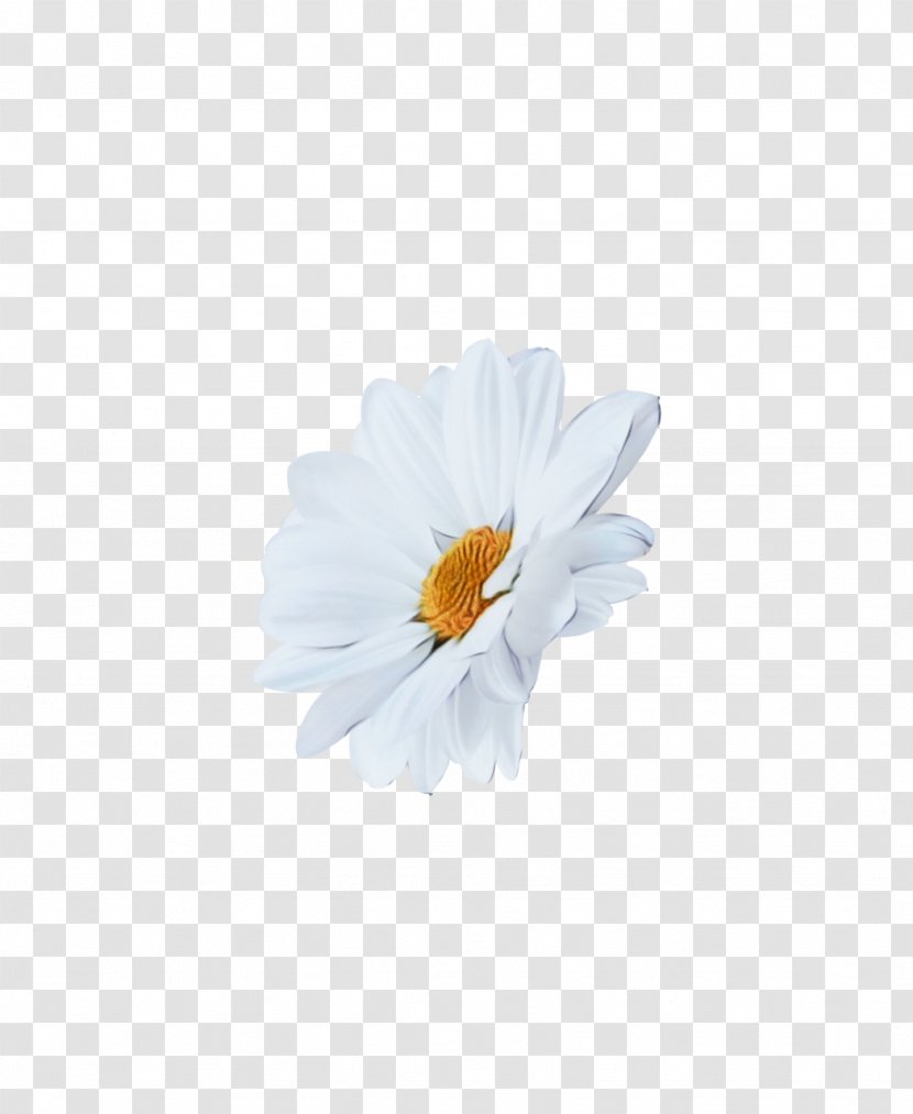 Daisy - Camomile - Oxeye Plant Transparent PNG