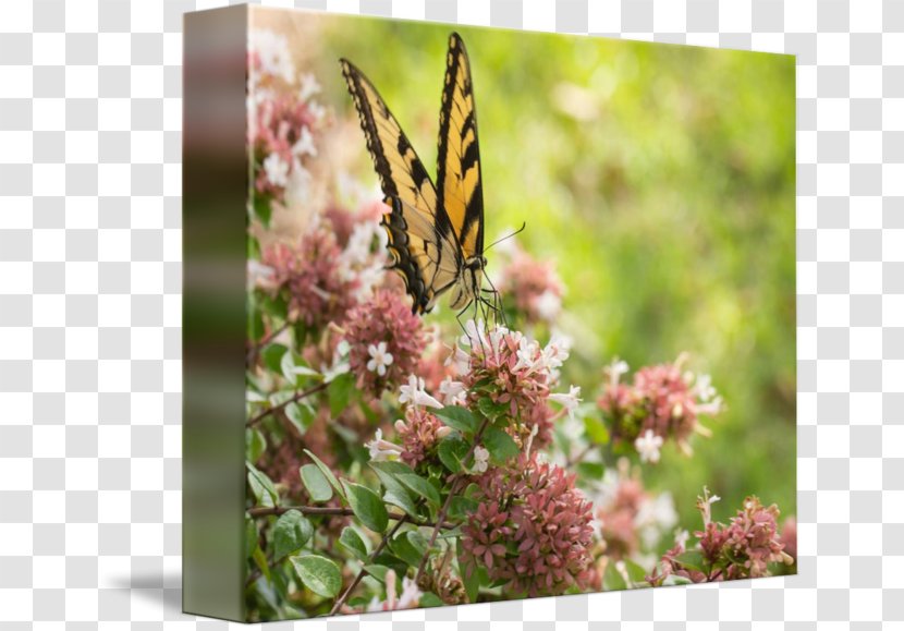 Monarch Butterfly Nymphalidae Nectar Milkweeds - Invertebrate - Glossy Butterflys Transparent PNG