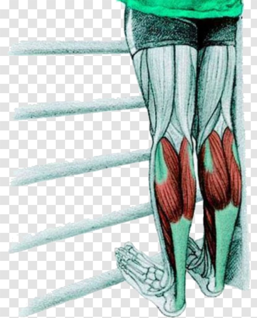 Stretching Latissimus Dorsi Muscle Exercise Flexibility - Frame - Calf Transparent PNG