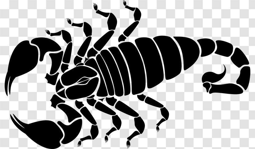 Scorpion - Organism - Arachnid Transparent PNG