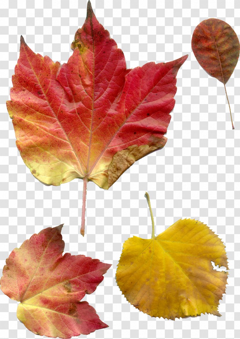 Petal Maple Leaf Transparent PNG