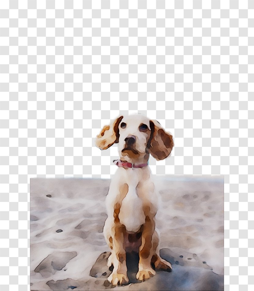 Dog Breed Spaniel Companion - Vertebrate Transparent PNG