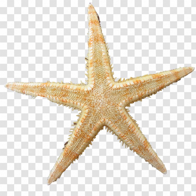 Stock Photography Image Starfish Royalty-free - Physical Bullying In Schools Students Transparent PNG