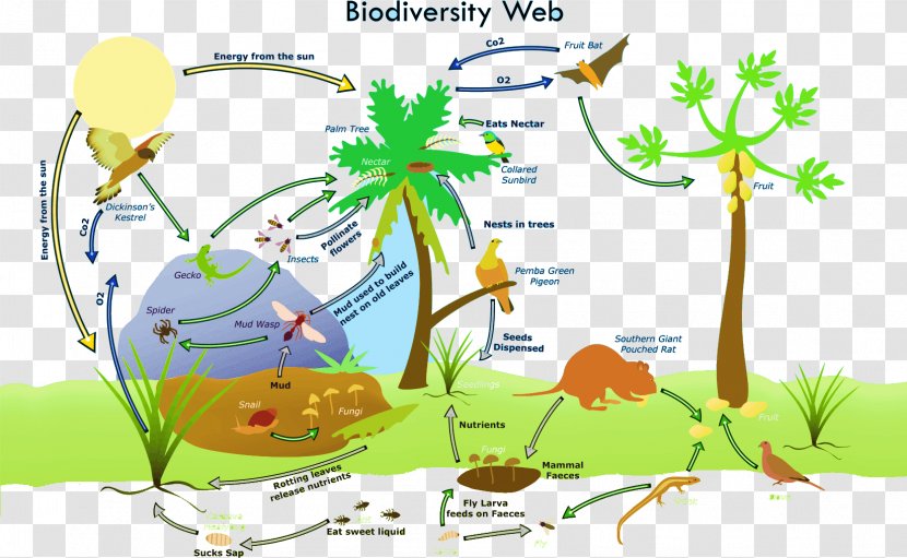 Biodiversity Loss Global Ecosystem Biology - Flora - Amazon Rainforest Transparent PNG