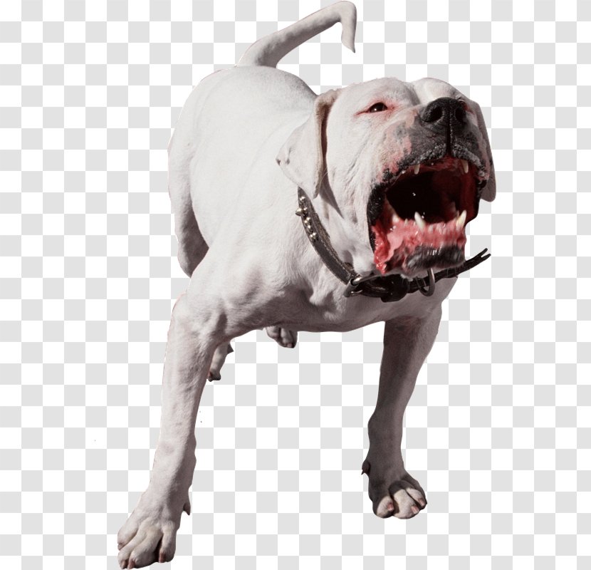 American Pit Bull Terrier Bark Dog Bite Pet - Ud] Transparent PNG