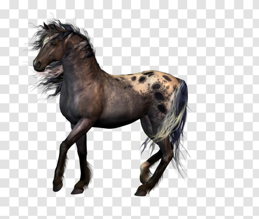 Appaloosa Animal Clip Art - Mare - Race Horse Transparent PNG