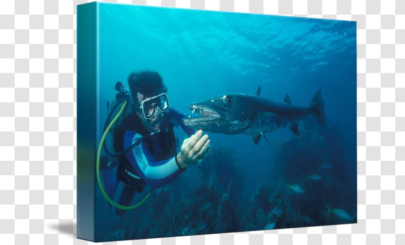 Scuba Diving Divemaster Underwater Marine Biology Mammal - Organism - Fish Transparent PNG