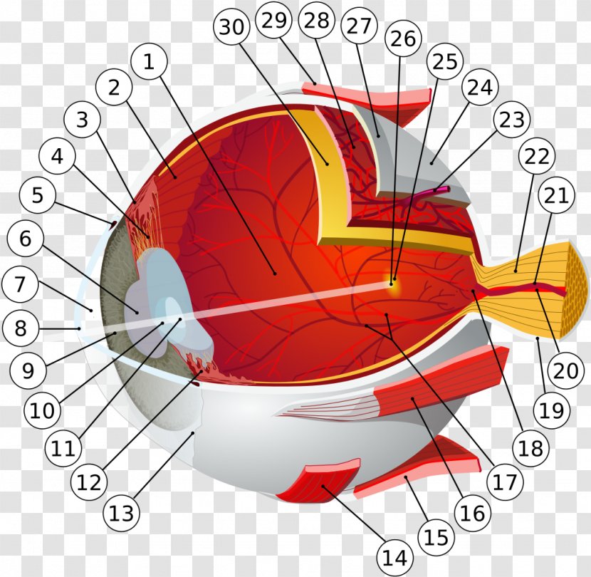 Human Eye Retina Anatomy Visual System - Heart Transparent PNG