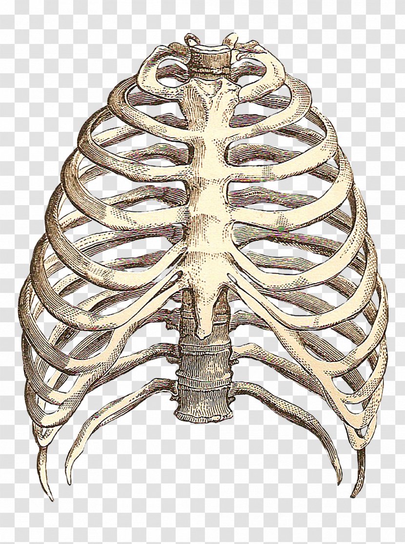 Heart Anatomy T-shirt Human Skeleton Intercostal Space - Woman Transparent PNG