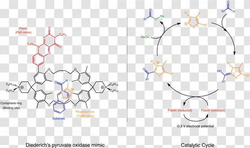 Supramolecular Catalysis Chemistry Pyruvate Oxidase - Molecular Recognition - Cyclophane Transparent PNG