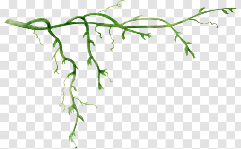 Clip Art Image Vector Graphics Illustration - Rattan - Hanging Plants Vines Transparent PNG