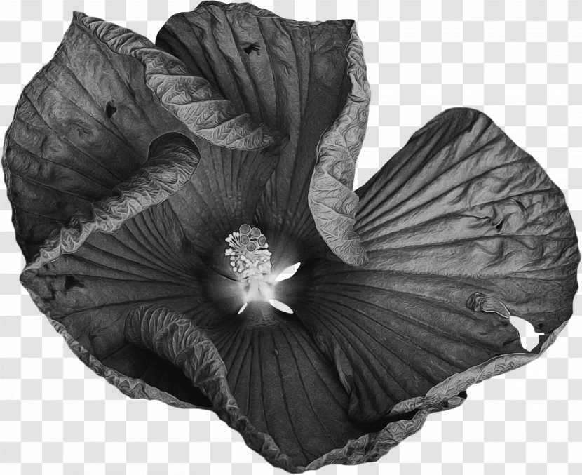 Black And White Flower - Mallow - Perennial Plant Style Transparent PNG