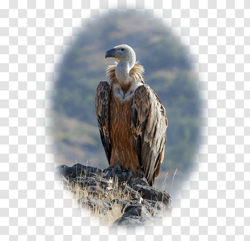 Bald Eagle Vulture Beak Falcon - Accipitriformes Transparent PNG
