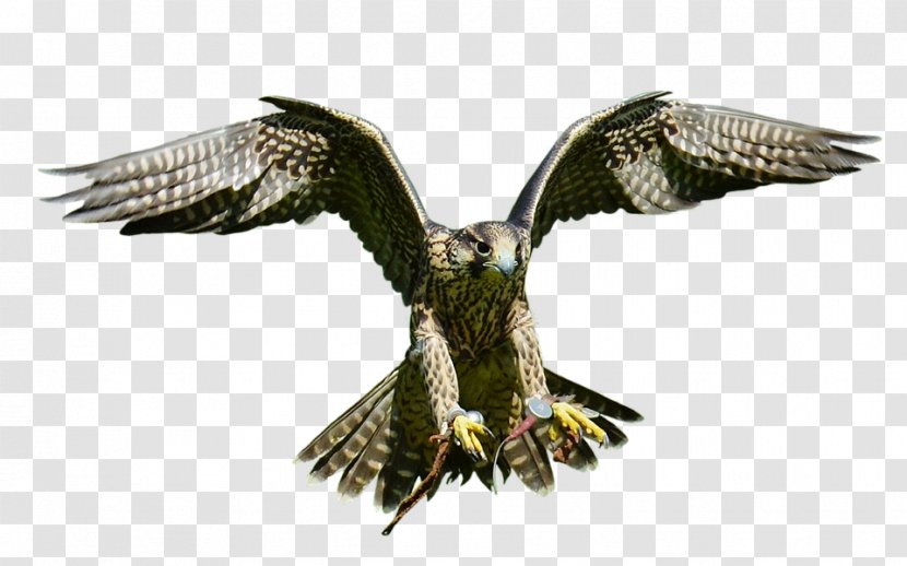 Bald Eagle Bird Hawk - Kite Transparent PNG