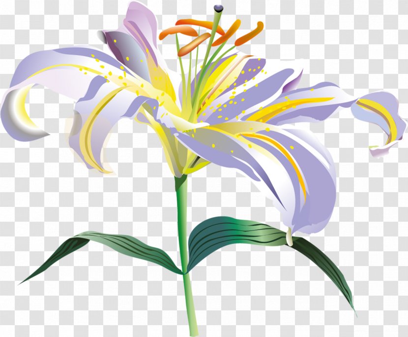 Flower Lilium Clip Art - Flowering Plant - Fondos Transparent PNG
