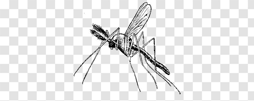 Africa Malaria Mosquito Quina Disease - Invertebrate Transparent PNG