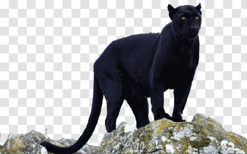 Black Panther Leopard Jaguar Cougar Transparent PNG