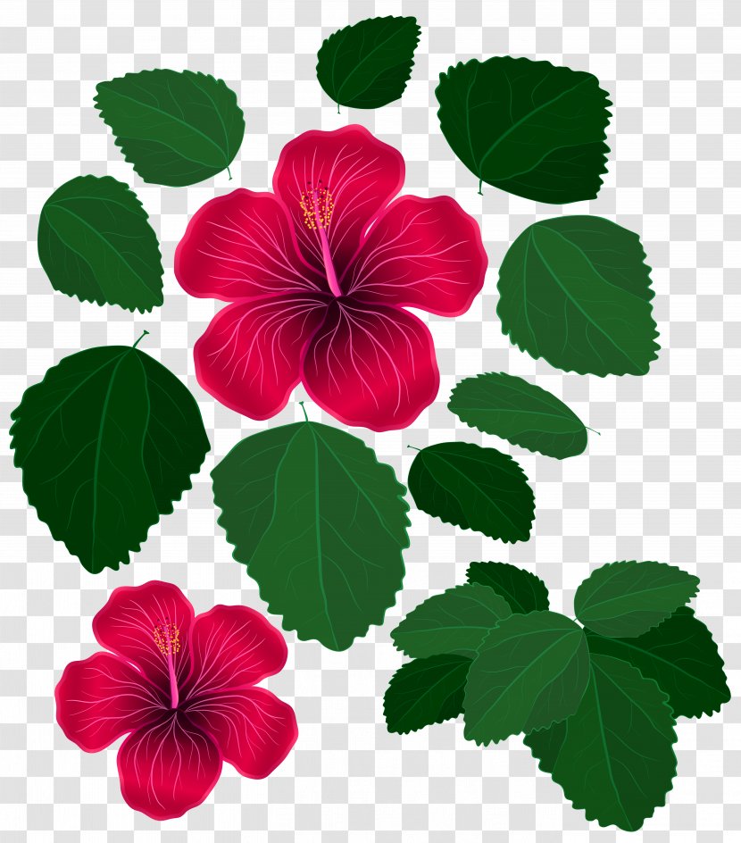 Flower Leaf Red Clip Art - Flowering Plant - Hibiscus Transparent PNG