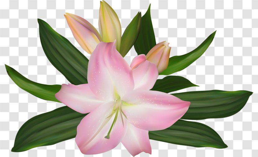 Lilium Pink Flower Illustration - Lily Transparent PNG