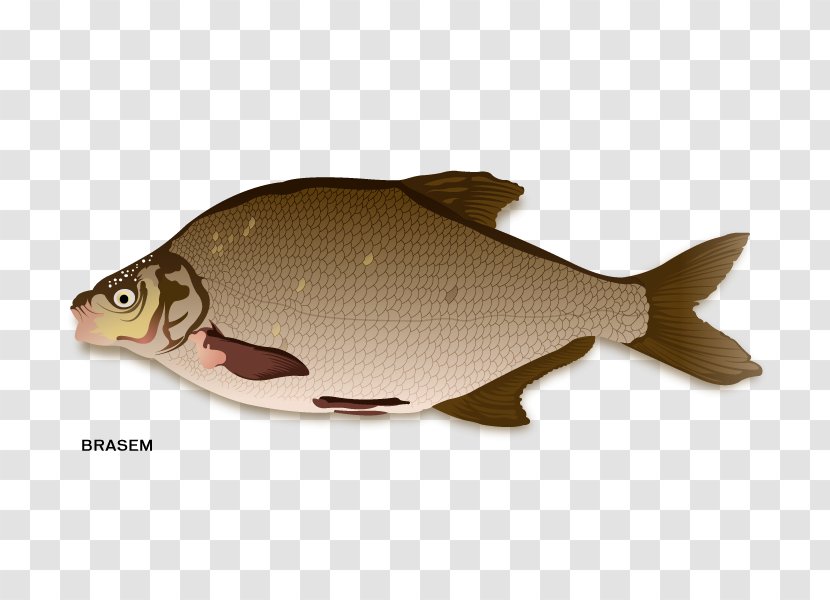 Northern Red Snapper Fish Products Carp - Seafood Transparent PNG