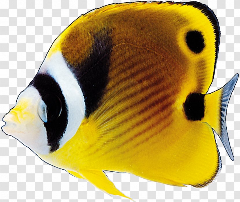Ornamental Fish Tropical - Coral Reef - Goldfish Transparent PNG