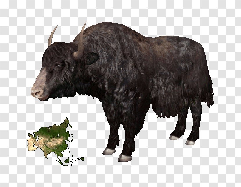 Domestic Yak Tibet Cattle American Bison Ox - Wild Transparent PNG