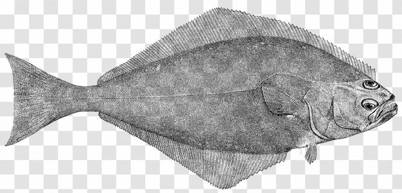 Fish Sole Flatfish Flounder - Bonyfish Cod Transparent PNG