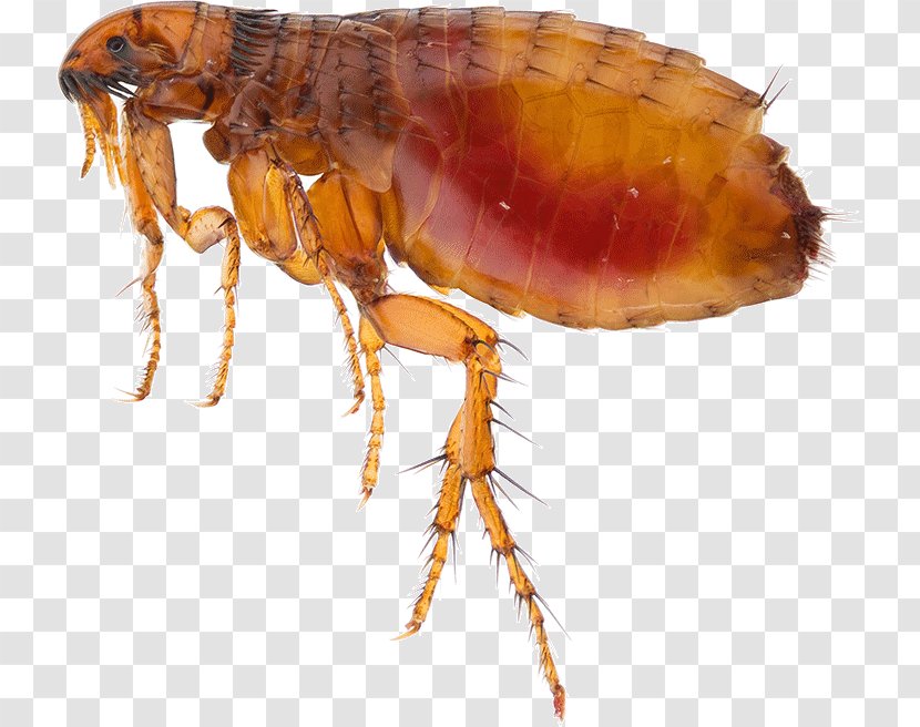 Insect Mosquito Flea Pest Cat Transparent PNG