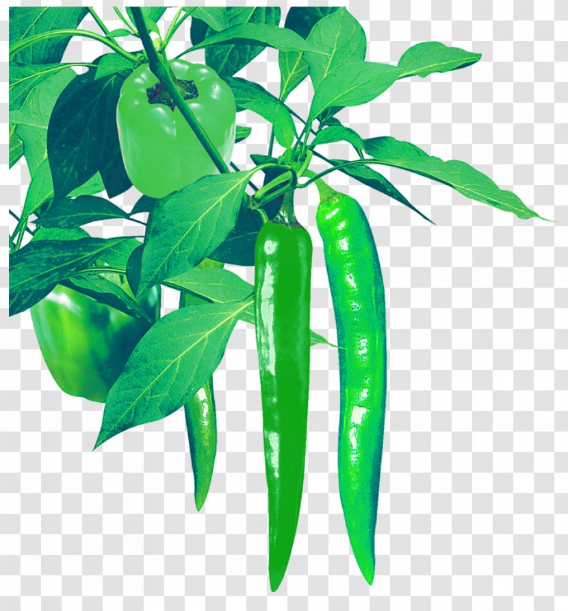 Serrano Pepper Birds Eye Chili Bell Cayenne Pasilla - Plant Stem - Green Transparent PNG