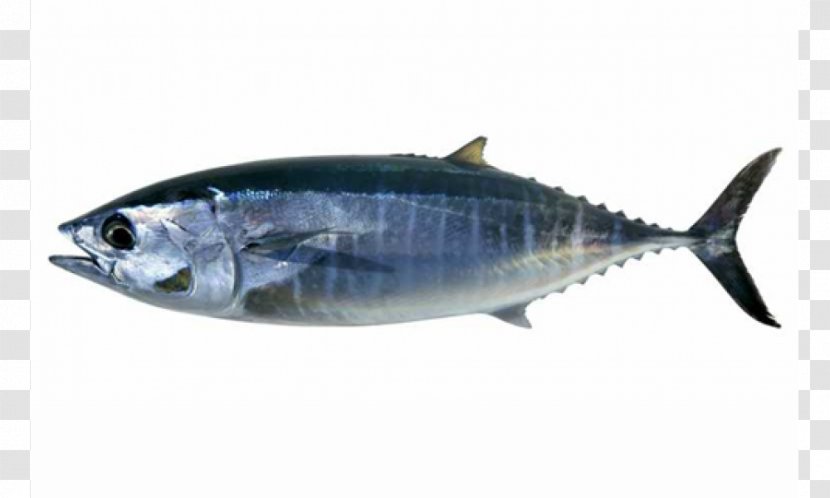 Ocean Food Thunnus Fish Stock Photography - Oil Transparent PNG