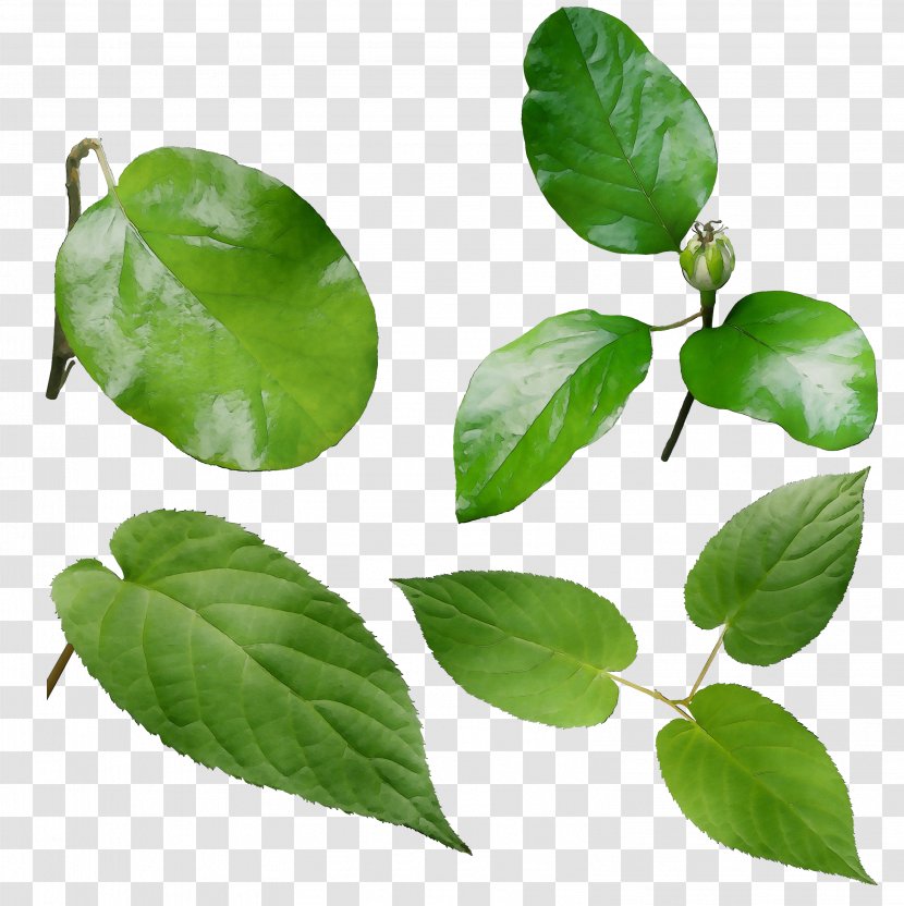 Leaf Herbalism - Woody Plant - Food Transparent PNG