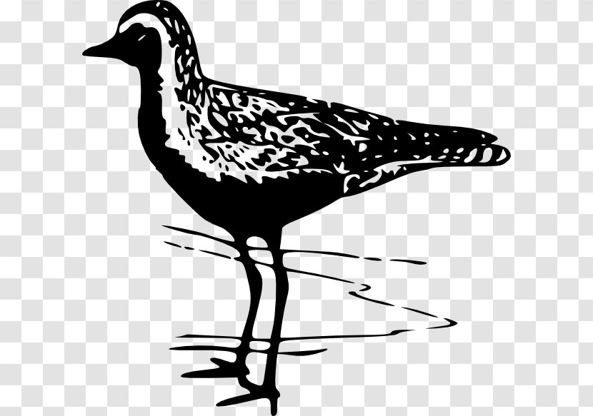 Bird Pacific Golden Plover Wader Clip Art - Shorebird Transparent PNG