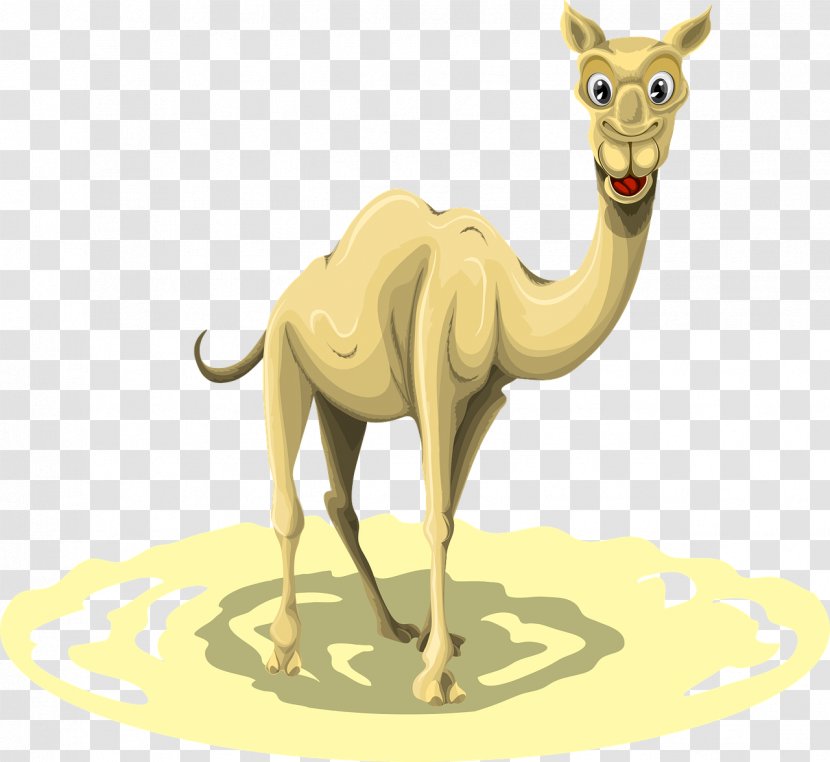 Dromedary Llama Clip Art - Wildlife - Camel Cartoon Transparent PNG