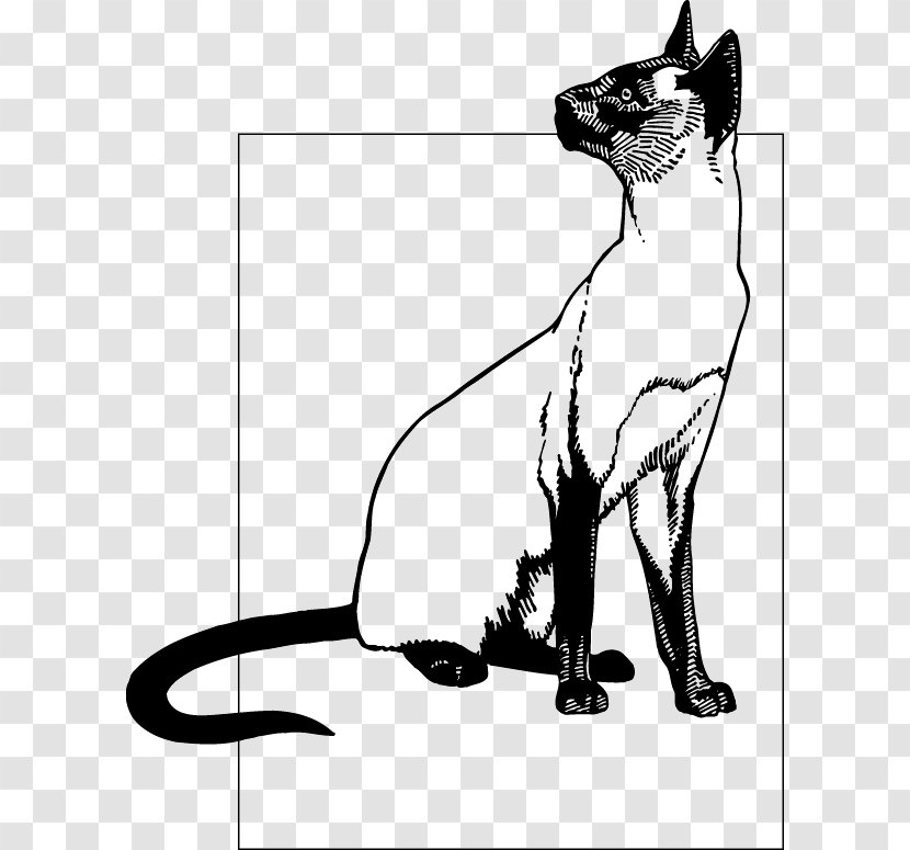 Kitten Whiskers Siamese Cat Dog Persian Transparent PNG