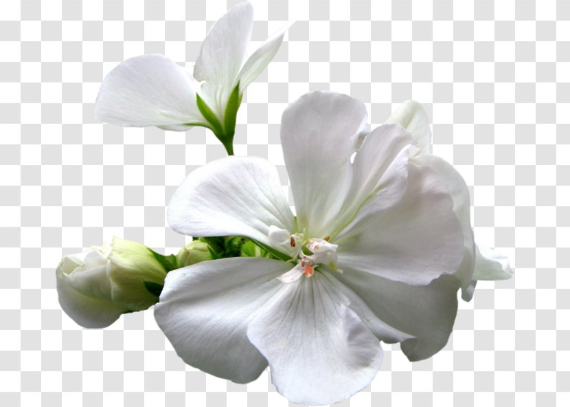 Blog White 56.com Clip Art - Floral Design - Apricot Transparent PNG