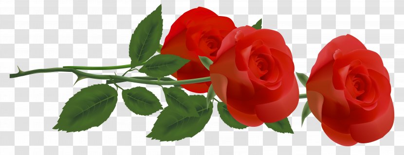 Rose Flower Clip Art - Cut Flowers - Three Red Roses Clipart Picture Transparent PNG