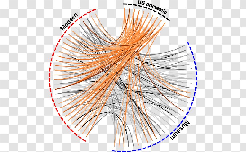 Honey Bee Evolutionary Ecology Gene Flow - Symmetry Transparent PNG