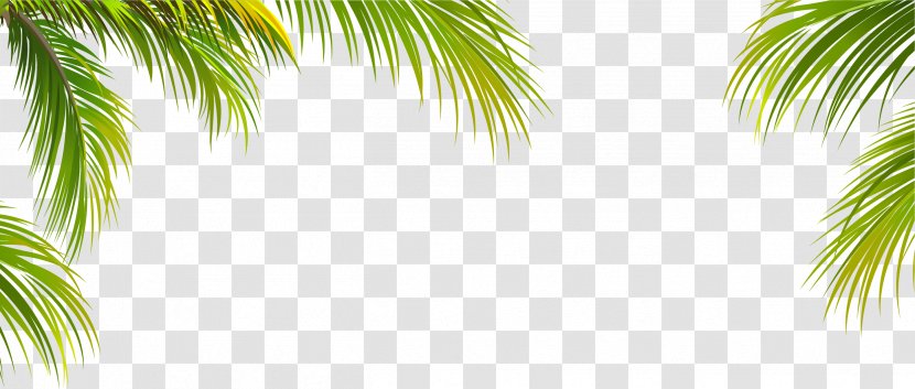 Leaf Coconut Arecaceae Tree - Plant - Green Border Texture Transparent PNG