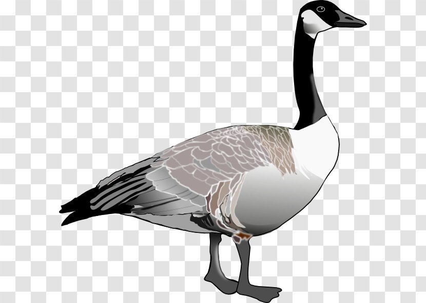 Canada Goose Bird Clip Art - Product Design Transparent PNG