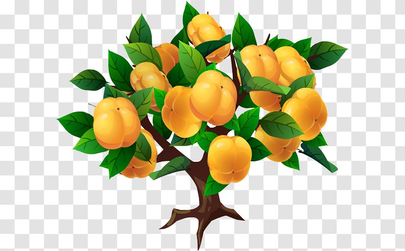Japanese Persimmon - Citrus - Tree Transparent PNG