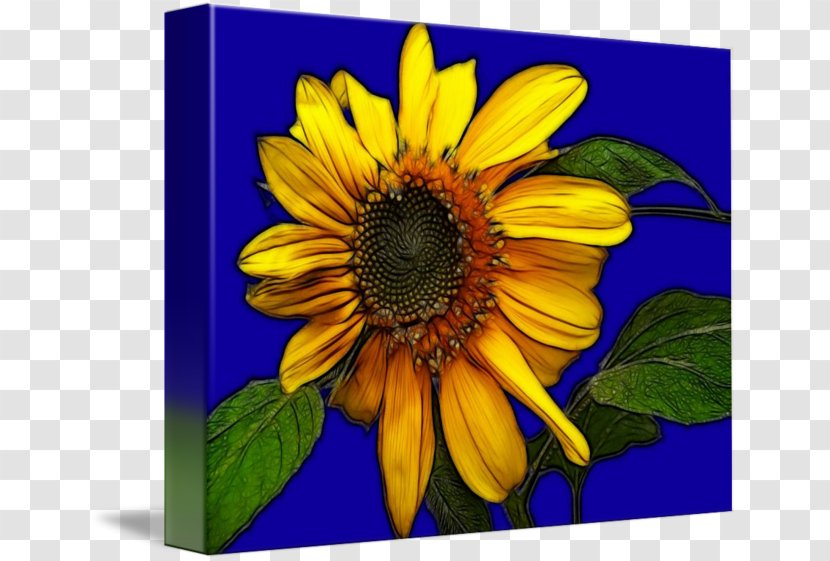Common Sunflower Seed Annual Plant M - Yellow - Painting Transparent PNG