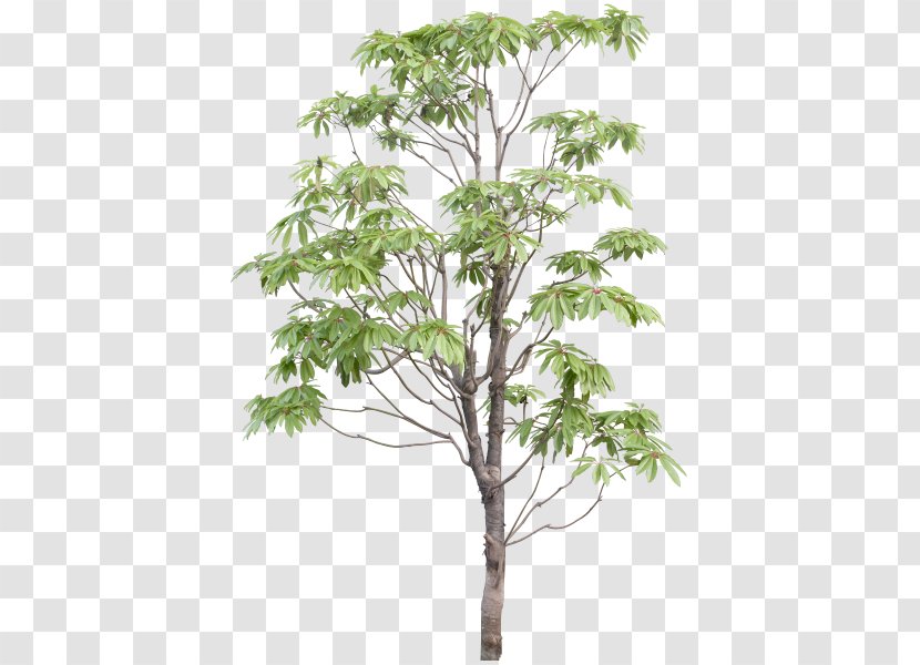 Download Tree - Plant Stem Transparent PNG