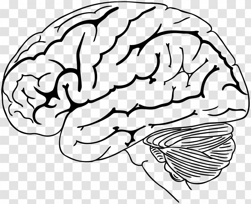 Human Brain Drawing Brainstem - Silhouette Transparent PNG