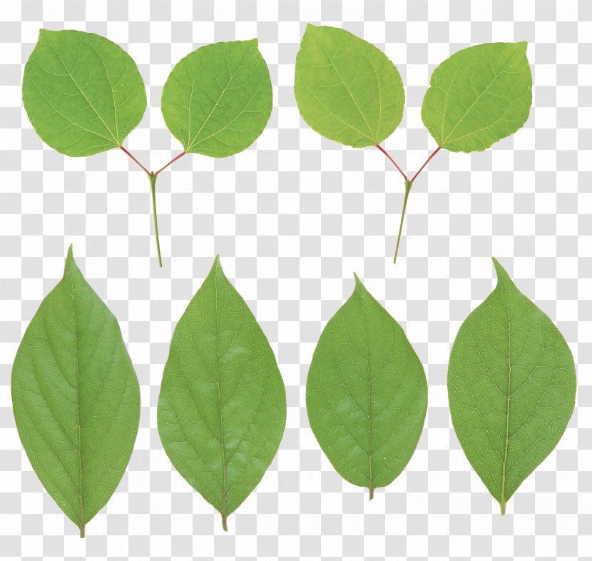Leaf Clip Art - Plant Stem - Green Transparent PNG