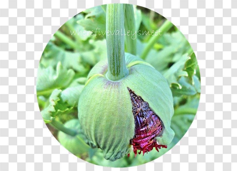 Herb - Plant - Poppy Seed Transparent PNG