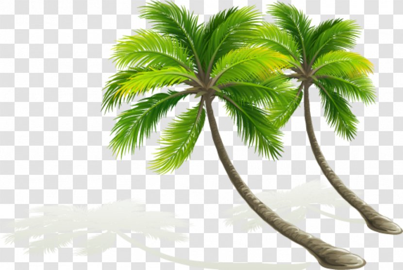 Arecaceae Tree Coconut - Date Palm - Xi Transparent PNG